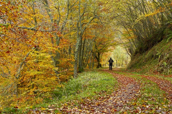 sonbahar kayın ormanında yürüyen adam