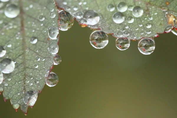 Dew drops on a leave — Stock Photo, Image