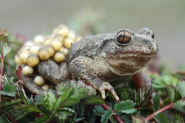 Midwife toad (Alytes obstetricans) clipart