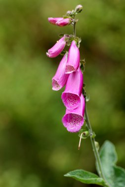 Yüksükotu (Digitalis purpurea)
