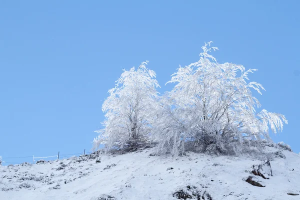 Bevroren bomen in blauw — Stockfoto