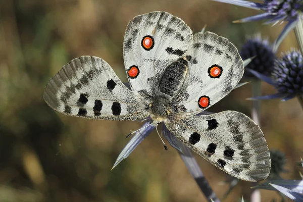 Apollo (parnassius apollo kelebek)