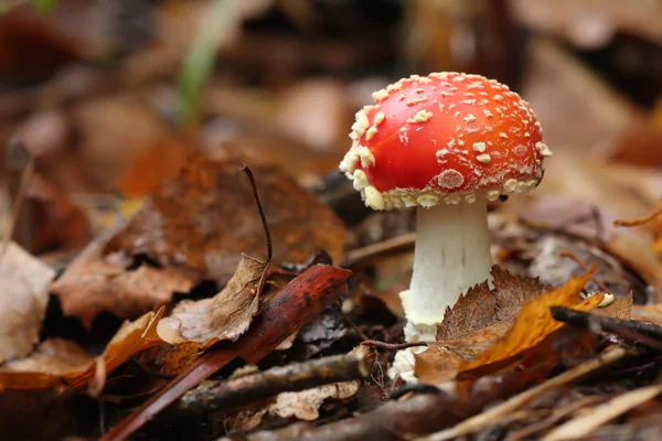 mantarı mantar (Sinek mantarı)