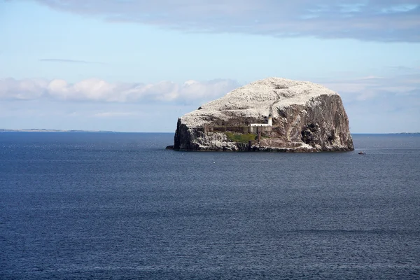 bas rock. Gannet koloni içinde uk.