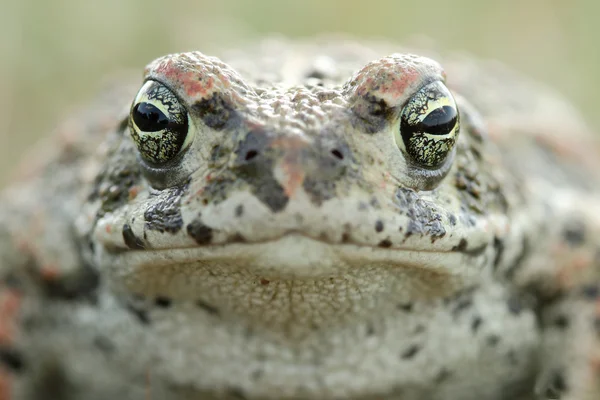 Mönsterpadda (Epidalea calamita) — Stockfoto