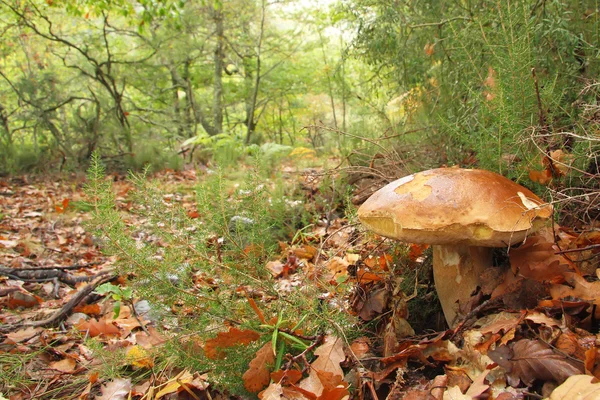 oak Forest, asturias Penny topuz (boletus mantarı).