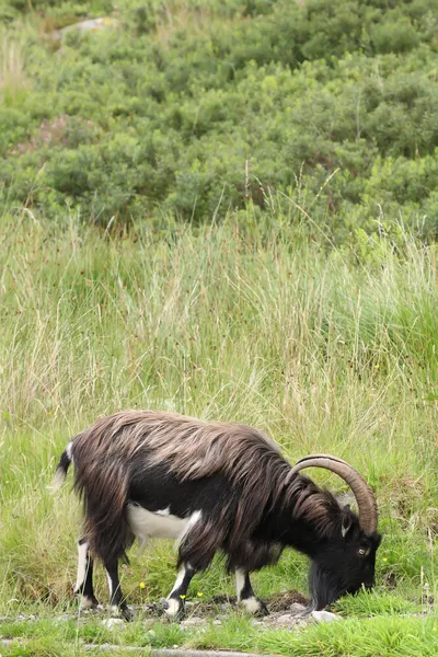 Wild Scottish Goat, Skottland. Storbritannia . – stockfoto