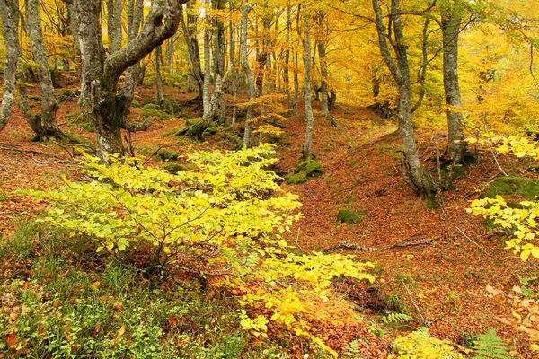 Hösten i montegrande bokträdskogen, Asturien. Spanien. — Stockfoto