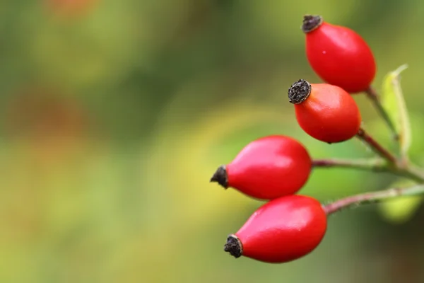 Csipkebogyó (rosa canina) gyümölcsök — Stock Fotó