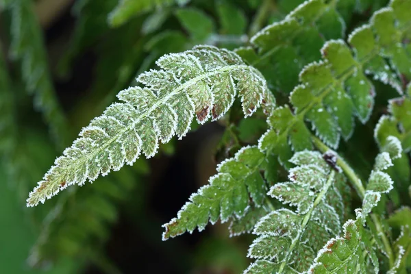 Frozen fern — Stock Photo, Image