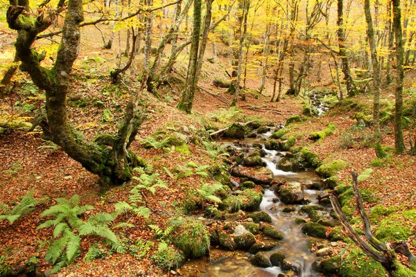 Stream in montegrande beukenbos in de herfst, asturias. — Stockfoto