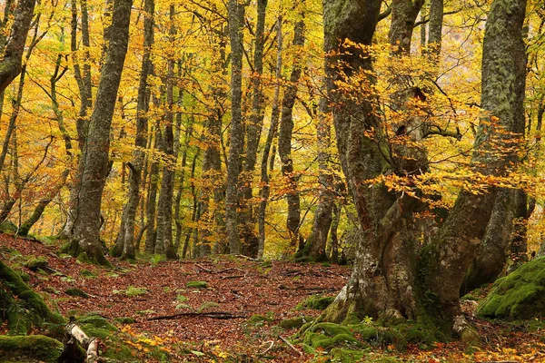 山毛榉森林的 montegrande 在秋天。西班牙阿斯图利亚斯. 图库图片