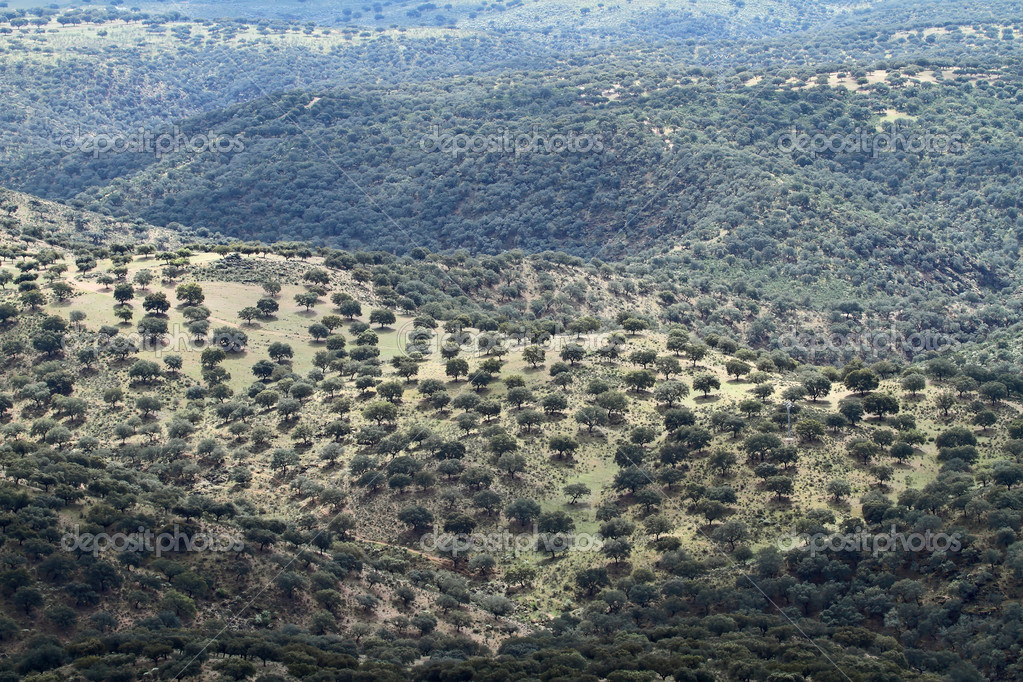 Dehesa in Extremadura, Spain. — Stock Photo © chinhector 36345641
