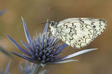 Marled White (Melanargia galaksisi))