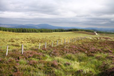 İskoç moorland, İskoçya çit. İngiltere.