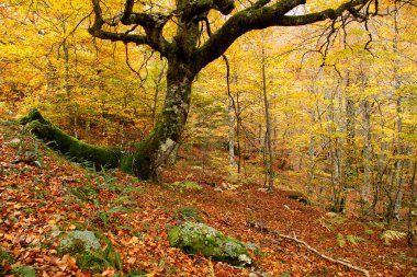 montegrande kayın ormanında sonbahar, asturias. İspanya.