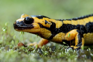 semender (salamandra salamandra) asturias, İspanya içinde ateş.