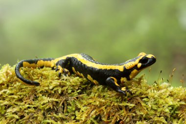 semender (salamandra salamandra) astur kayın ormanında ateş