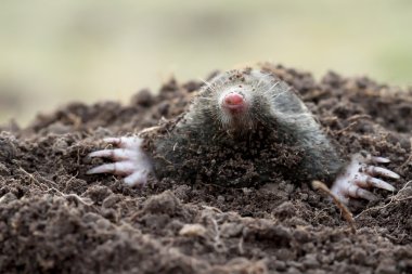 köstebeği (talpa europaea)