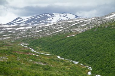 Tundra Norveç