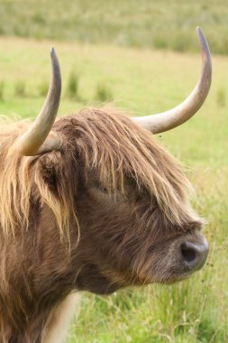 Yayla inek (heilan coo) kafa, İskoçya. İngiltere.