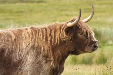 Yayla inek (heilan coo), İskoçya. İngiltere.