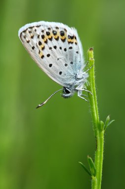 Common blue (Polyommatus icarus) clipart