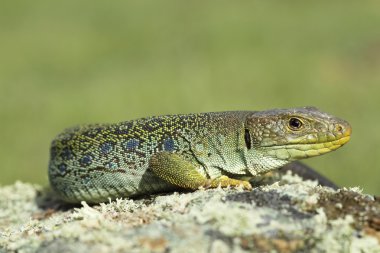 ocellated kertenkele (timon lepidus)