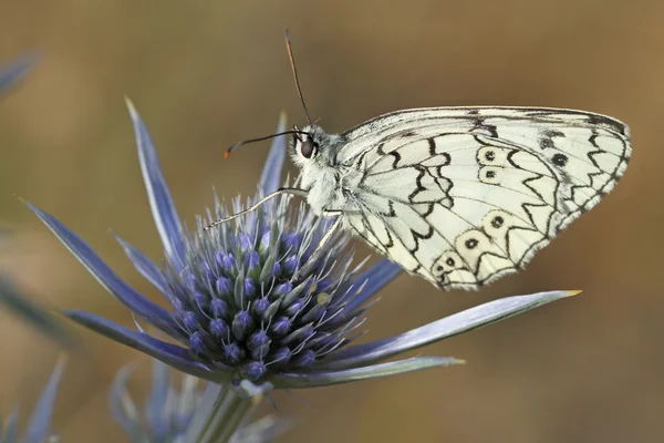 マーブルホワイト(Melanargia galatha)) — ストック写真