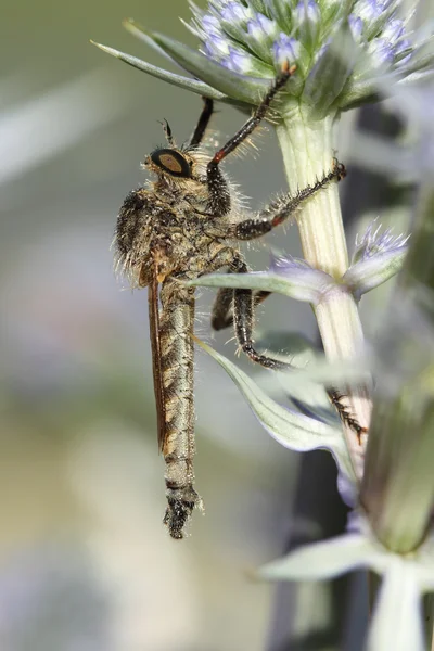 Assassin fly (Laphria marginata) — Stock Photo, Image