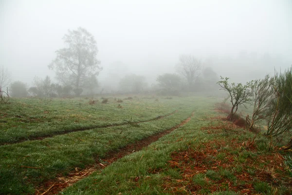 Foggy path, Asturias. Spain.