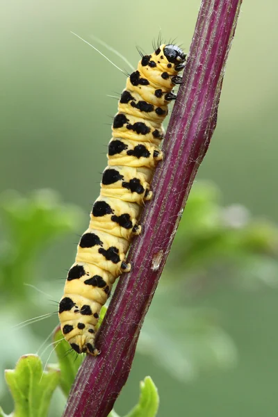 zencefil güve (tyria jacobaeae) caterpillar