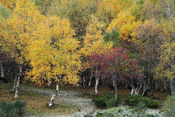 Herbstliche Birke im Norden Spaniens — Stockfoto