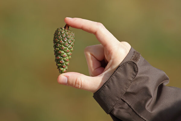 Green pine cone (Pinus sylvestris)