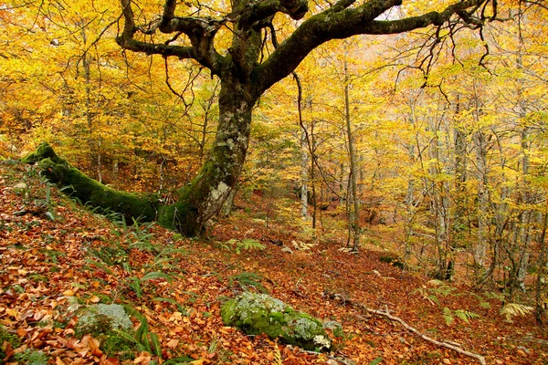 montegrande kayın ormanında sonbahar, asturias. İspanya.