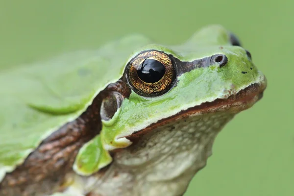 Cabeza de rana arborícola europea (Hyla arborea) — Foto de Stock