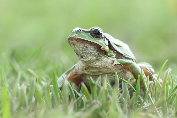 European tree frog (Hyla arborea) on the grass — Stock Photo, Image
