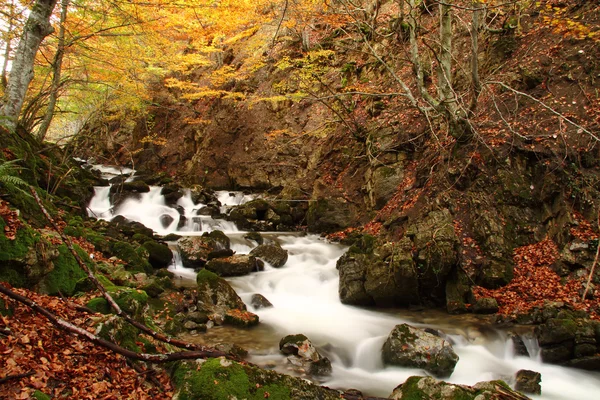 Flusso nella foresta di faggi, Asturie. Spagna — Foto Stock
