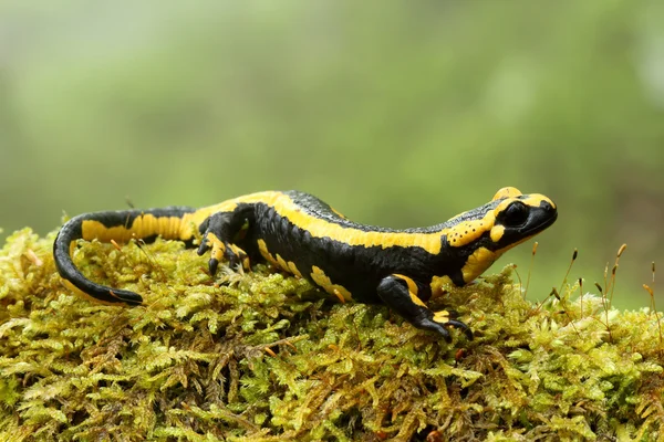 semender (salamandra salamandra) astur kayın ormanında ateş