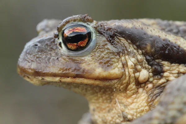 společné ropucha (bufo bufo) hlava