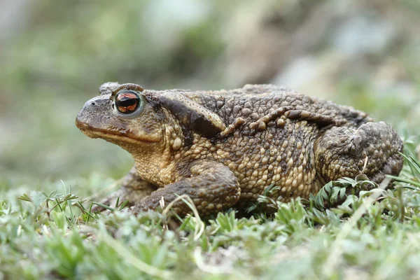 Звичайна жаба ( bufo bufo ) — стокове фото