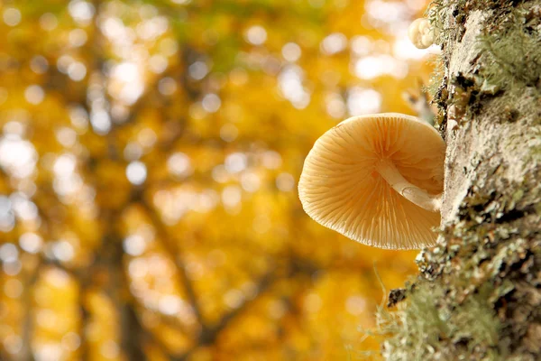 sonbahar kayın ormanı içinde oudemansiella mucida. Asturias, İspanya.