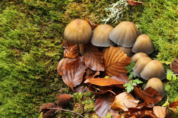 Montegrande 秋季山毛榉森林里的蘑菇。阿斯图里亚斯、 水疗中心 — 图库照片
