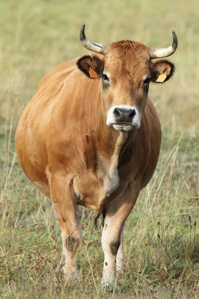 Koe in asturias, Spanje. — Stockfoto