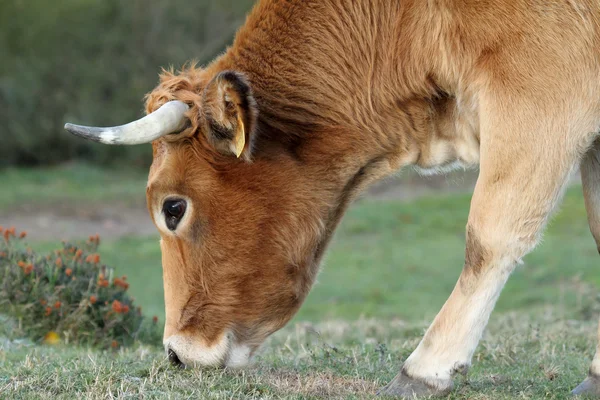 Sapi makan rumput di Asturias, Spanyol . — Stok Foto