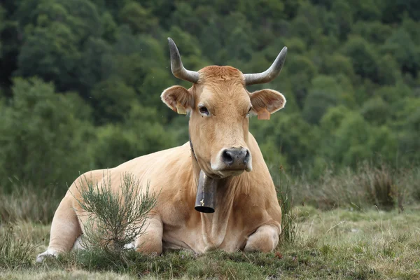 Vacas em Asturias, Espanha . — Fotografia de Stock