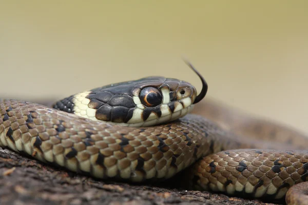 Serpent d'herbe (Natrix natrix) jeune bougeant sa langue — Photo