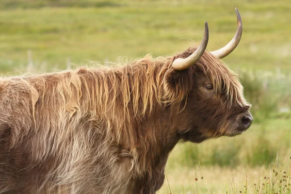 Highland cow (Heilan coo), Scotland. UK. — Stock Photo, Image