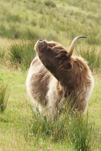 Highland cow kliar sig — Stockfoto