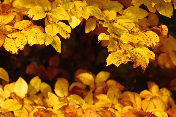 Hojas de haya de otoño —  Fotos de Stock